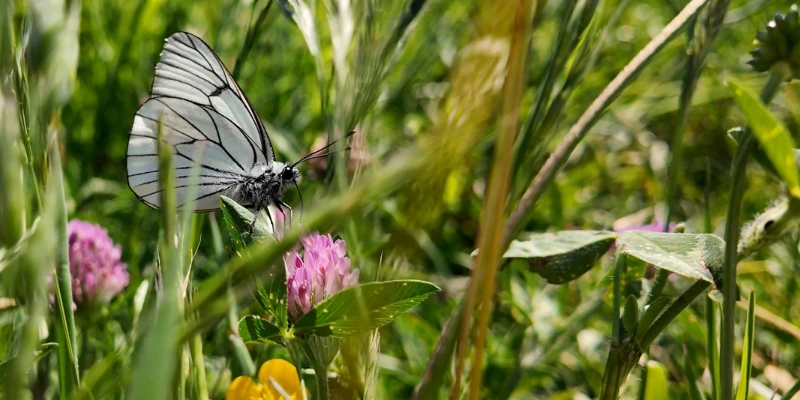Papillon nommé Le Gazé